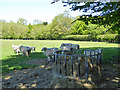 Sheep and lambs near Newhouse Farm