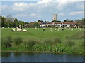 Low-lying pasture in Mark