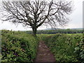 Llwybr Allt Pencoed / Allt Pencoed Path