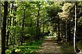 Path heading towards Pieries Burn Bridge