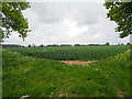 TF9305 : Green landscape by David Pashley