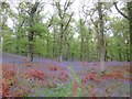 Bluebell Wood