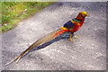 SV8914 : Golden pheasant in Abbey Wood by Stephen McKay