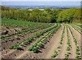 Farmland, St Gluvias