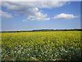 Oilseed rape, North Rauceby Heath