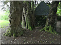 Reputedly a 2000 year old yew tree, Old Allangrange