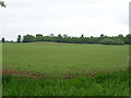 Crop field off the B5314