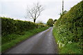 Tall hedges along Blackfort Avenue