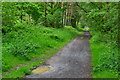 On the Castleman Trailway through Ashley Heath