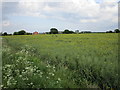 Oilseed rape off Moor Lane