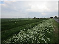 The Car Dyke near Field House Farm