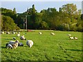 Pasture, Newington