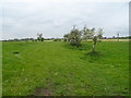 Grazing and old hedgerow