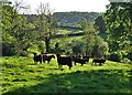 Cattle at Bank Green