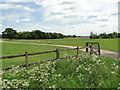 Sheep in the meadow, at Saham Hall Farm