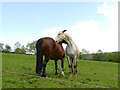 Horses in a field by Tim Lane