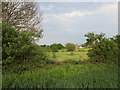 View towards Brinkle Spring Lane