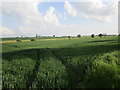 Wheat field off Newcot Lane