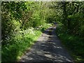 Country road in springtime