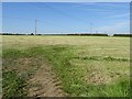 A cropped silage field