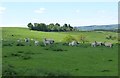 NY8782 : Ewes and their lambs in pasture by Russel Wills