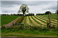 Grass stripes, Mountjoy Forest East Division