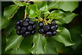 Ivy berries, Carrigans