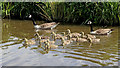 SJ9420 : Canada geese with goslings near Stafford by Roger  Kidd