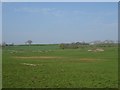 Pasture near Barbackle