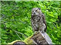 South American great horned owl