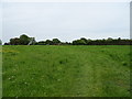 Grazing off New Llay Road