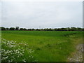 Cereal crop off Rackery Lane (B5373)