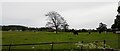 Cow Pasture near Kirkby Malzeard