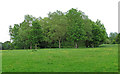 Trees in Queens Park Country Park, Billericay