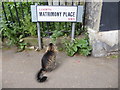 Cat perusing the sign for Matrimony Place