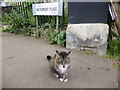 Cat at Matrimony Place