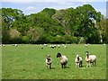 Pasture, Shirburn