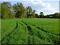 Farmland, Chalgrove