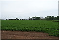 Potato field near Ness