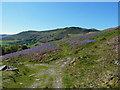 Bridleway through a bluebell patch