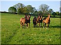 Pasture, Eydon