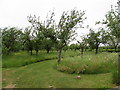 Cider apple orchard, Westmarsh Lane, Oldbury-on-Severn