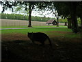 SO4062 : Cat by the Former Pavilion (Shobdon) by Fabian Musto