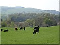 Nithsdale pasture