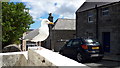 Street gull, Lerwick