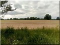 Fields west of the A12, Foxhall