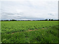 Cereal crop with farm in the distance