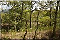 NR7485 : Woodland, Taynish National Nature Reserve by Richard Webb
