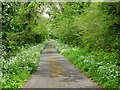 Country road with wild garlic in the verge