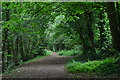 Track through the woods near Coombe Farm